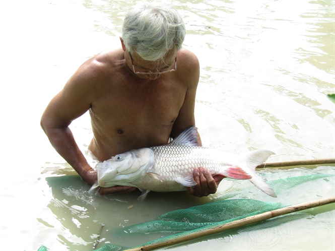 Cá hô bao nhiêu 1 kg