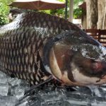 Địa chỉ mua cá hô