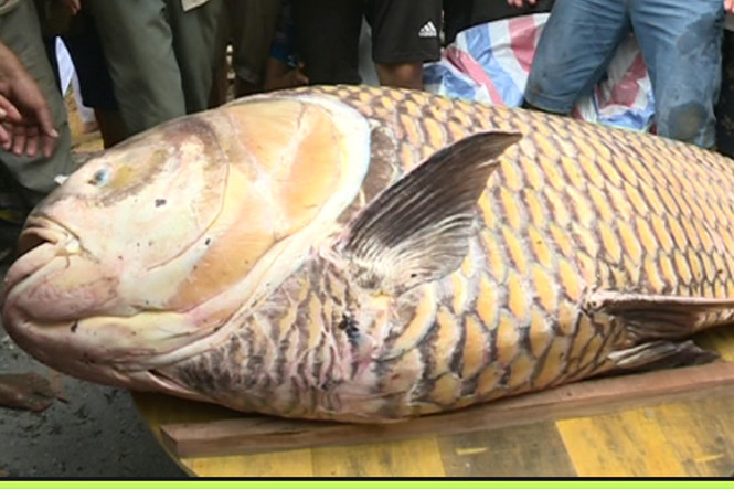 Cá hô từng là loại cá quý hiếm có trong sách đỏ Việt Nam